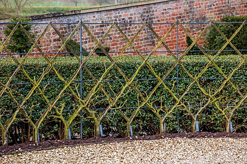 THE_NEWT_IN_SOMERSET_WINTER_MARCH_WALLED_GARDEN_ESPALIERED_APPLES_HEDGES_HEDGING