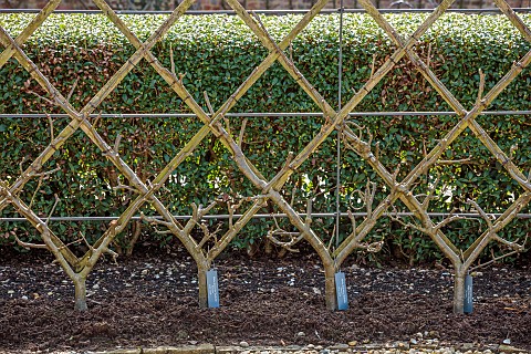 THE_NEWT_IN_SOMERSET_WINTER_MARCH_WALLED_GARDEN_ESPALIERED_APPLES_MALUS_JOYBELLS_MALUS_HIGH_VIEW_PIP