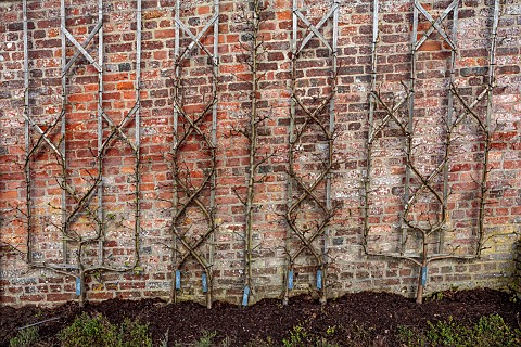THE_NEWT_IN_SOMERSET_WINTER_MARCH_WALLED_GARDEN_ESPALIERED_APPLES_AGAINST_WALL