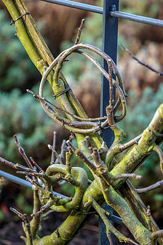 THE_NEWT_IN_SOMERSET_WINTER_MARCH_WALLED_GARDEN_ESPALIERED_APPLES_MALUS_DOMESTICA_LAXTONS_SUPERB