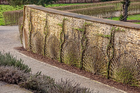 THE_NEWT_IN_SOMERSET_WINTER_MARCH_WALLED_GARDEN_ESPALIERED_CURRANTS_AGAINST_OUTSIDE_WALL_OF_THE_WALL