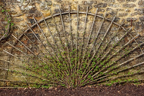 THE_NEWT_IN_SOMERSET_WINTER_MARCH_WALLED_GARDEN_ESPALIERED_CURRANTS_AGAINST_OUTSIDE_WALL_OF_THE_WALL