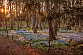EVENLEY WOOD GARDEN, NORTHAMPTONSHIRE: WOODLAND, TREES, CARPETS, SHEETS, DRIFTS OF BLUE FLOWERS OF SCILLA BITHYNICA, BULBS, PERENNIALS, EVENING LIGHT, PATH, FENCES, FENCING