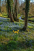 EVENLEY WOOD GARDEN, NORTHAMPTONSHIRE: WOODLAND, TREES, CARPETS, SHEETS, DRIFTS OF BLUE FLOWERS OF SCILLA BITHYNICA, BULBS, PERENNIALS, DAFFODILS, STREAM, SLOPES