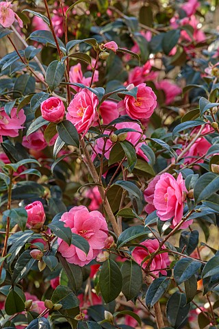 EVENLEY_WOOD_GARDEN_NORTHAMPTONSHIRE_WOODLAND_TREES_MARCH_PINK_FLOWERS_OF_CAMELLIA_INSPIRATION_SHRUB