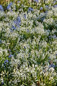 EVENLEY WOOD GARDEN, NORTHAMPTONSHIRE: WHITE, BLUE FLOWERS OF SCILLA BITHYNICA ALBA AND SCILLA BITHYNICA, TURKISH SQUILL, SPRING, MARCH
