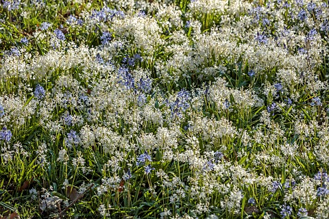 EVENLEY_WOOD_GARDEN_NORTHAMPTONSHIRE_WHITE_BLUE_FLOWERS_OF_SCILLA_BITHYNICA_ALBA_AND_SCILLA_BITHYNIC