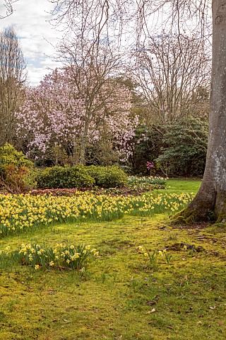BORDE_HILL_GARDEN_SUSSEX_CARPETS_OF_DAFFODILS_NARCISSUS_PINK_FLOWERS_OF_MAGNOLIA_DAWSONIANA_SPRING_M