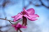 BORDE HILL GARDEN, SUSSEX: PINK FLOWERS OF MAGNOLIA CAMPBELLII SUBSP MOLLICOMATA BORDE HILL, SPRING, MARCH, BLOOMS, TREES, DECIDUOUS