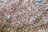 BORDE HILL GARDEN, SUSSEX: WHITE, PALE PINK FLOWERS OF CHERRY, PRUNUS, INCISA, KOJO-NO-MAI, KOJO NOMAI, DECIDUOUS, TREES, BLOSSOM, FLOWERING, BLOOMING, MARCH