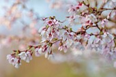 BORDE HILL GARDEN, SUSSEX: WHITE, PALE PINK FLOWERS OF CHERRY, PRUNUS, INCISA, KOJO-NO-MAI, KOJO NOMAI, DECIDUOUS, TREES, BLOSSOM, FLOWERING, BLOOMING, MARCH
