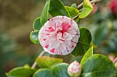 BORDE HILL GARDEN, SUSSEX: PINK, WHITE, CREAM FLOWERS, BLOOMS OF CAMELLIA JAPONICA LAVINIA MAGGI, MARCH, SHRUBS