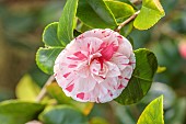 BORDE HILL GARDEN, SUSSEX: PINK, WHITE, CREAM FLOWERS, BLOOMS OF CAMELLIA JAPONICA LAVINIA MAGGI, MARCH, SHRUBS