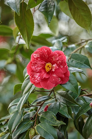 BORDE_HILL_GARDEN_SUSSEX_RED_PINK_CREAM_FLOWERS_BLOOMS_OF_CAMELLIA_JAPONICA_DONCKELARII_MARCH_SHRUBS