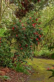 BORDE HILL GARDEN, SUSSEX: WOODLAND, PATH, RED, PINK, CREAM FLOWERS, BLOOMS OF CAMELLIA JAPONICA DONCKELARII, MARCH, SHRUBS