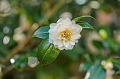 BORDE HILL GARDEN, SUSSEX: CREAM, WHITE, APRICOT FLOWERS, BLOOMS OF CAMELLIA , MARCH, SHRUBS