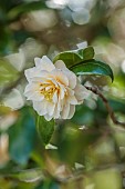 BORDE HILL GARDEN, SUSSEX: CREAM, WHITE, APRICOT FLOWERS, BLOOMS OF CAMELLIA , MARCH, SHRUBS