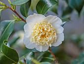 BORDE HILL GARDEN, SUSSEX: CREAM, WHITE, YELLOW FLOWERS, BLOOMS OF CAMELLIA , MARCH, SHRUBS