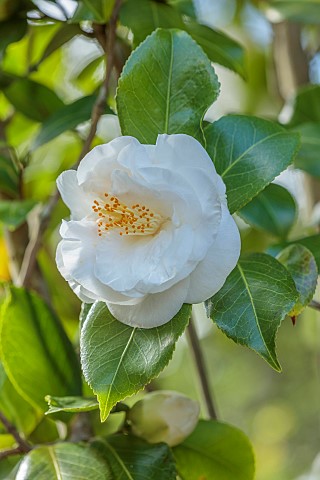 BORDE_HILL_GARDEN_SUSSEX_CREAM_WHITE_FLOWERS_BLOOMS_OF_CAMELLIA_ONETIA_HOLLAND_MARCH_SHRUBS