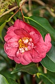 BORDE HILL GARDEN, SUSSEX: PINK, FLOWERS, BLOOMS OF CAMELLIA CAMELLIA AKASHIGATA, MARCH, SHRUBS