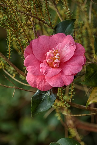 BORDE_HILL_GARDEN_SUSSEX_PINK_FLOWERS_BLOOMS_OF_CAMELLIA_CAMELLIA_AKASHIGATA_MARCH_SHRUBS