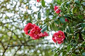 BORDE HILL GARDEN, SUSSEX: RED, PINK, CREAM FLOWERS, BLOOMS OF CAMELLIA JAPONICA DONCKELARII, MARCH, SHRUBS
