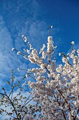 MORTON HALL GARDENS, WORCESTERSHIRE: MEADOW, PARK, APRIL, BLOSSOM, WHITE BLOOMS, FLOWERS, CHERRY, TREES, PRUNUS INCISA THE BRIDE
