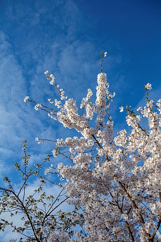 MORTON_HALL_GARDENS_WORCESTERSHIRE_MEADOW_PARK_APRIL_BLOSSOM_WHITE_BLOOMS_FLOWERS_CHERRY_TREES_PRUNU