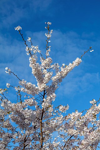 MORTON_HALL_GARDENS_WORCESTERSHIRE_MEADOW_PARK_APRIL_BLOSSOM_WHITE_BLOOMS_FLOWERS_CHERRY_TREES_PRUNU