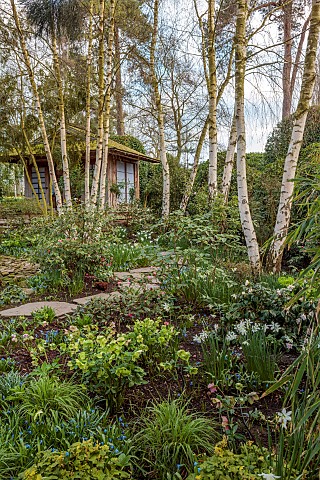MORTON_HALL_GARDENS_WORCESTERSHIRE_THE_STROLL_GARDEN_HELLEBORES_DAFFODILS_WHITE_TRUNKS_OF_BIRCHES_BE