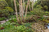 MORTON HALL GARDENS, WORCESTERSHIRE: THE STROLL GARDEN, HELLEBORES, DAFFODILS, WHITE TRUNKS OF BIRCHES, BETULA, JAPANESE TEA HOUSE, CAMELLIAS, PATHS, SHADE, SHADY