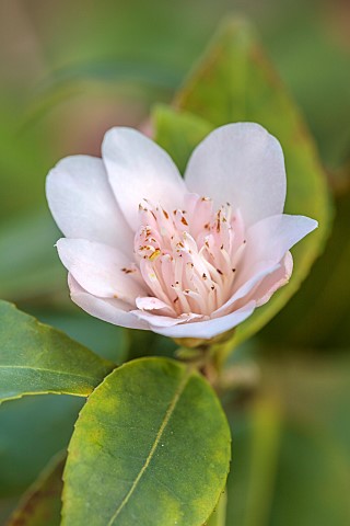 MORTON_HALL_GARDENS_WORCESTERSHIRE_PALE_PINK_FLOWERS_BLOOMS_OF_CAMELLIA_HYBRID_CHRISTMAS_DAFFODIL_SH