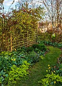 NORWELL NURSERIES, NOTTINGHAMSHIRE: PATH, FENCE, YELLOW FLOWERS OF RIBES ODORATUM, BUFFALO CURRANT, SHRUBS, CLIMBERS, APRIL, SPRING, FLOWERING, BLOOMING, BLOOMS