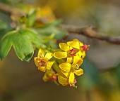 NORWELL NURSERIES, NOTTINGHAMSHIRE: YELLOW FLOWERS OF RIBES ODORATUM, BUFFALO CURRANT, SHRUBS, CLIMBERS, APRIL, SPRING, FLOWERING, BLOOMING, BLOOMS