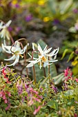 NORWELL NURSERIES, NOTTINGHAMSHIRE: PALE CREAM, WHITE FLOWERS OF ERYTHRONIUM, DOGS TOOTH VIOLET, APRIL, SPRING, BULBS, WOODLAND, SHADE, SHADY