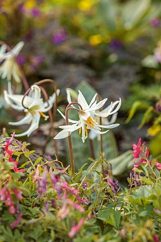 NORWELL_NURSERIES_NOTTINGHAMSHIRE_PALE_CREAM_WHITE_FLOWERS_OF_ERYTHRONIUM_DOGS_TOOTH_VIOLET_APRIL_SP