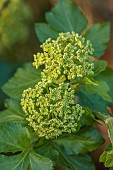 NORWELL NURSERIES, NOTTINGHAMSHIRE: YELLOW, GREEN, FLOWERS OF SMYRNIUM OLUSATRUM, ALEXANDERS, APRIL, SPRING, CULINARY, EDIBLE, MEDICINAL, SCENT, FRAGRANT, PERFUMED
