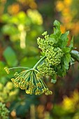 NORWELL NURSERIES, NOTTINGHAMSHIRE: YELLOW, GREEN, FLOWERS OF SMYRNIUM OLUSATRUM, ALEXANDERS, APRIL, SPRING, CULINARY, EDIBLE, MEDICINAL, SCENT, FRAGRANT, PERFUMED