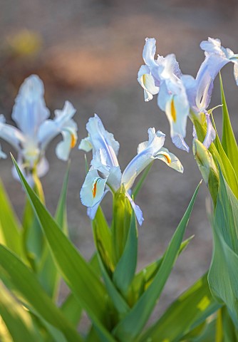 NORWELL_NURSERIES_NOTTINGHAMSHIRE_PALE_BLUE_YELLOW_FLOWERS_BLOOMS_OF_IRIS_MAGNIFICA_BULBS_APRIL_BLOO