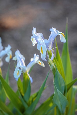 NORWELL_NURSERIES_NOTTINGHAMSHIRE_PALE_BLUE_YELLOW_FLOWERS_BLOOMS_OF_IRIS_MAGNIFICA_BULBS_APRIL_BLOO