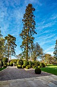 MORTON HALL GARDENS, WORCESTERSHIRE: GRAVEL TERRACE, CLIPPED BOX BALLS, STATUE, GREEN, TREES, LAWN, HUGE WELLINGTONIA, SEQUOIADENDRON GIGANTEUM