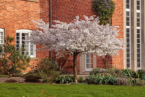 MORTON_HALL_GARDENS_WORCESTERSHIRE_WEST_GARDEN_APRIL_BLOSSOM_WHITE_BLOOMS_FLOWERS_CHERRY_TREES_PRUNU