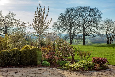 MORTON_HALL_GARDENS_WORCESTERSHIRE_WEST_GARDEN_LAWN_TERRACE_CLIPPED_TOPIARY_BOX_BUXUS_HELLEBORES_APR