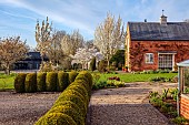 MORTON HALL GARDENS, WORCESTERSHIRE: SOUTH GARDEN, APRIL, BLOSSOM, FLOWERS, CHERRY, TREES, PRUNUS SNOW GOOSE, PRUNUS THE BRIDE, CLIPPED BOX, BUXUS, GRAVEL, HELLEBORES, LAWN