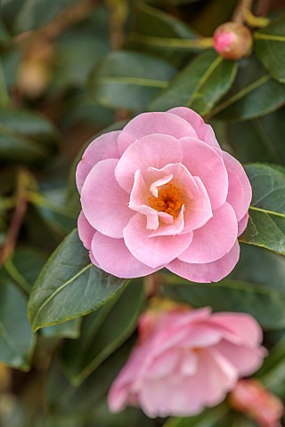MORTON_HALL_GARDENS_WORCESTERSHIRE_PINK_FLOWERS_BLOOMS_OF_CAMELLIA_JAPONICA_X_PITARDII_NICKY_CRISP_S
