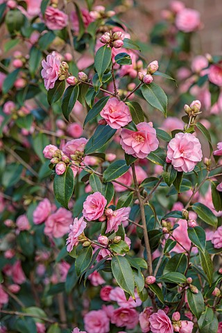 MORTON_HALL_GARDENS_WORCESTERSHIRE_PINK_FLOWERS_BLOOMS_OF_CAMELLIA_JAPONICA_SPRING_FESTIVAL_SHRUBS_A