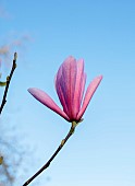 BORDE HILL GARDEN, SUSSEX: PINK FLOWERS OF MAGNOLIA GALAXY, FLOWERING, DECIDUOUS, SHRUBS, BLOOMS, BLOOMING, SPRING, APRIL