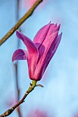 BORDE HILL GARDEN, SUSSEX: PINK FLOWERS OF MAGNOLIA SPECTRUM, FLOWERING, DECIDUOUS, SHRUBS, BLOOMS, BLOOMING, SPRING, APRIL