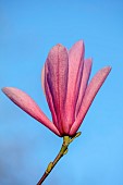 BORDE HILL GARDEN, SUSSEX: PINK FLOWERS OF MAGNOLIA GALAXY, FLOWERING, DECIDUOUS, SHRUBS, BLOOMS, BLOOMING, SPRING, APRIL
