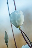 BORDE HILL GARDEN, SUSSEX: WHITE FLOWERS OF MAGNOLIA JOLI POMPOM, FLOWERING, DECIDUOUS, SHRUBS, BLOOMS, BLOOMING, SPRING, APRIL